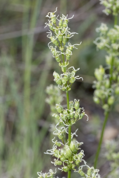 Pflanzenbild gross Öhrchen-Leimkraut - Silene otites