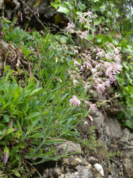 Pflanzenbild gross Nickendes Leimkraut - Silene nutans