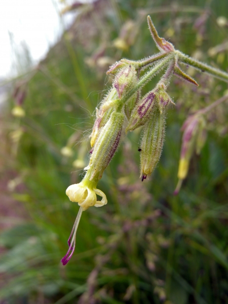 Pflanzenbild gross Nickendes Leimkraut - Silene nutans