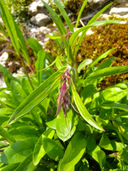 Pflanzenbild gross Nickendes Leimkraut - Silene nutans