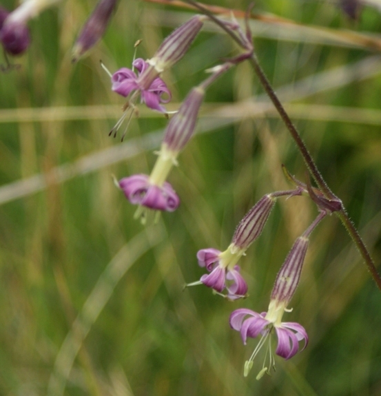 Pflanzenbild gross Nickendes Leimkraut - Silene nutans