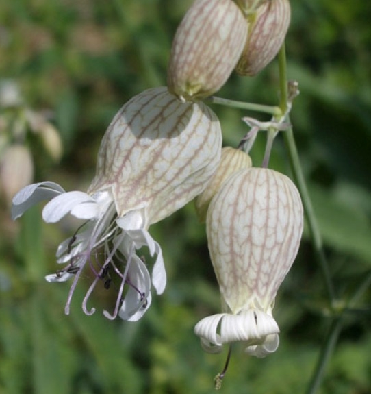 Pflanzenbild gross Klatschnelke - Silene vulgaris