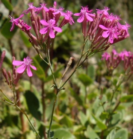 Pflanzenbild gross Nelken-Leimkraut - Silene armeria