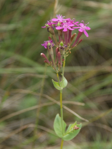 Pflanzenbild gross Nelken-Leimkraut - Silene armeria