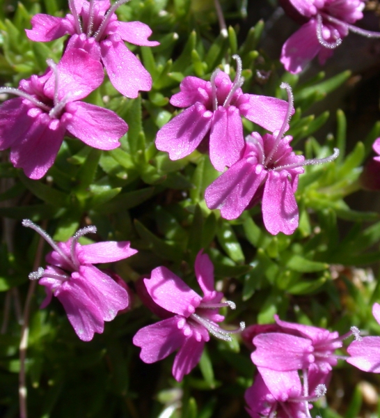 Pflanzenbild gross Kalk-Polsternelke - Silene acaulis