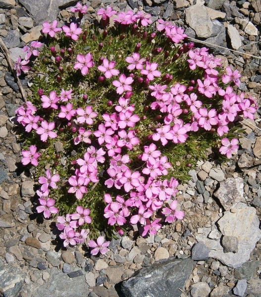 Pflanzenbild gross Kalk-Polsternelke - Silene acaulis