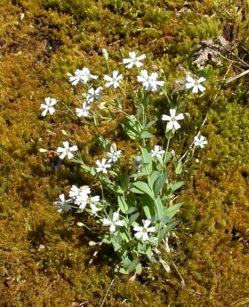 Pflanzenbild gross Felsen-Leimkraut - Silene rupestris