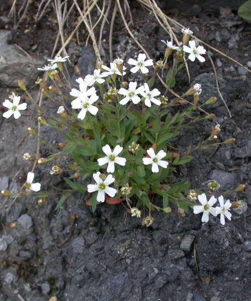 Pflanzenbild gross Felsen-Leimkraut - Silene rupestris