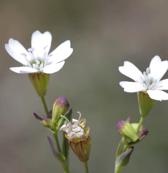 Pflanzenbild gross Felsen-Leimkraut - Silene rupestris