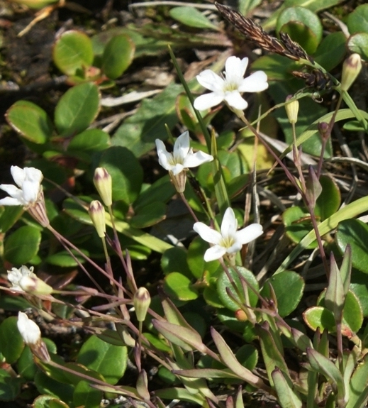 Pflanzenbild gross Felsen-Leimkraut - Silene rupestris