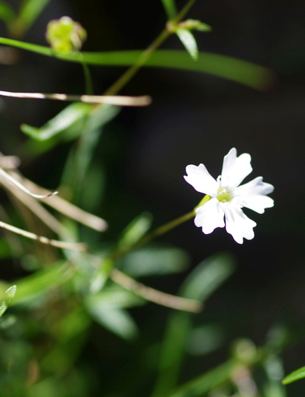 Pflanzenbild gross Strahlensame - Silene pusilla