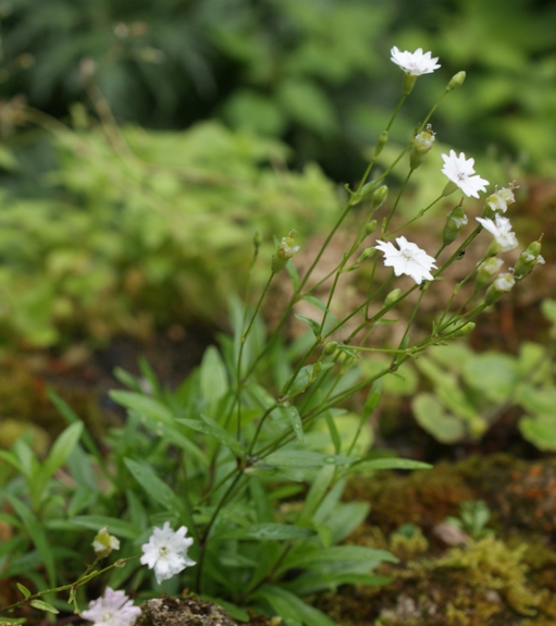 Pflanzenbild gross Strahlensame - Silene pusilla