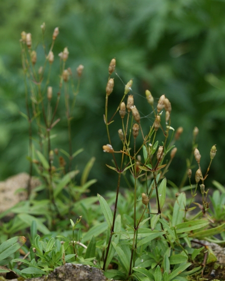 Pflanzenbild gross Strahlensame - Silene pusilla