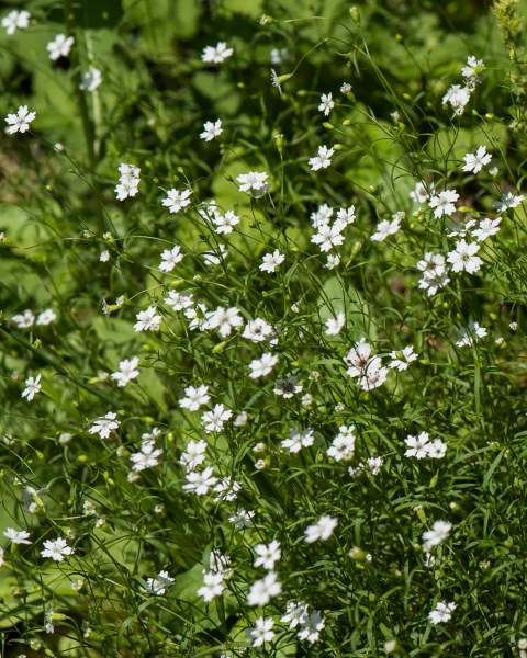 Pflanzenbild gross Strahlensame - Silene pusilla