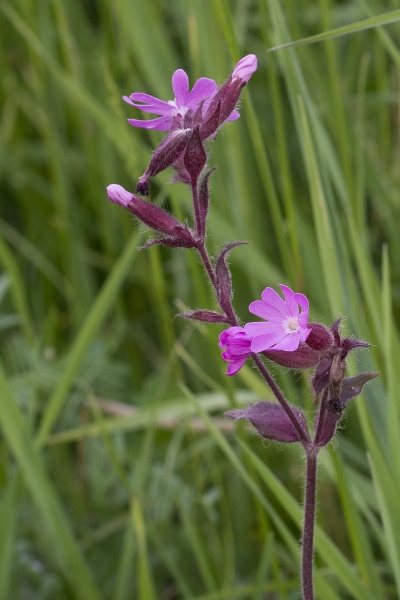 Pflanzenbild gross Rote Waldnelke - Silene dioica
