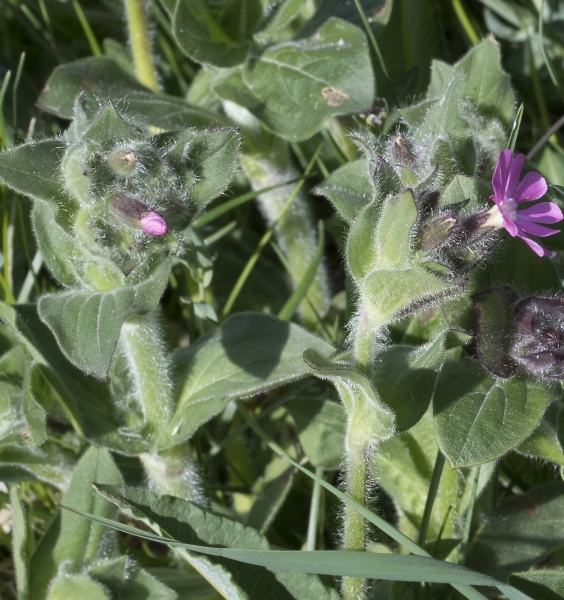 Pflanzenbild gross Rote Waldnelke - Silene dioica
