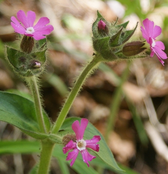 Pflanzenbild gross Rote Waldnelke - Silene dioica