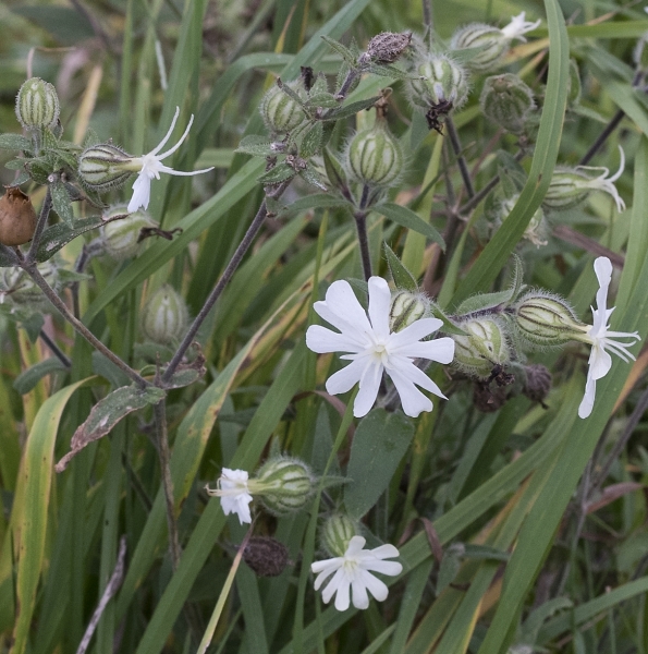 Pflanzenbild gross Weisse Waldnelke - Silene pratensis