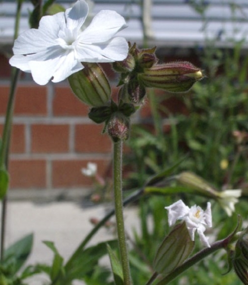 Pflanzenbild gross Weisse Waldnelke - Silene pratensis