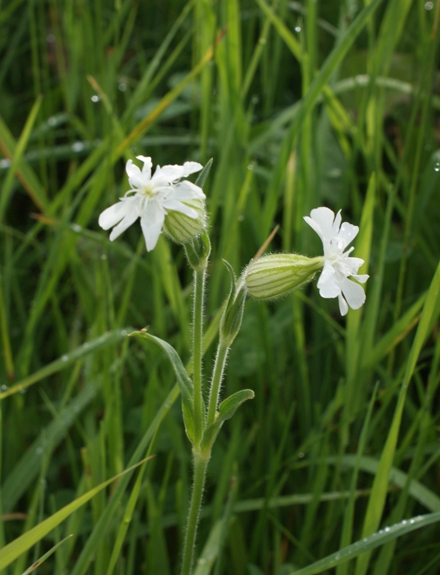 Pflanzenbild gross Weisse Waldnelke - Silene pratensis
