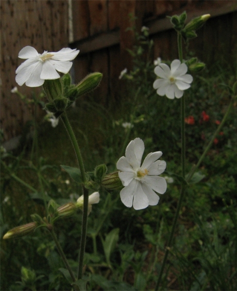 Pflanzenbild gross Weisse Waldnelke - Silene pratensis