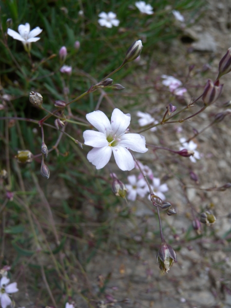Pflanzenbild gross Kriechendes Gipskraut - Gypsophila repens