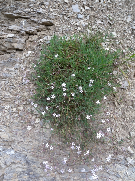 Pflanzenbild gross Kriechendes Gipskraut - Gypsophila repens