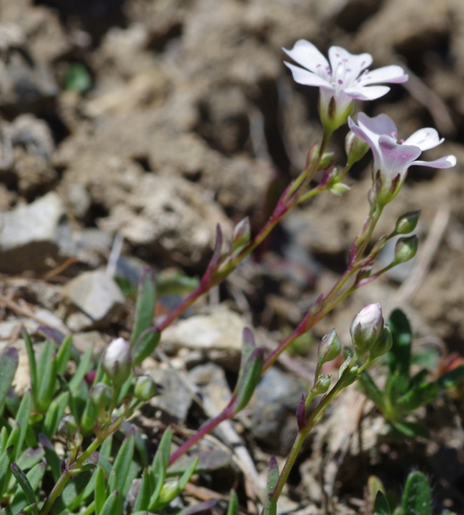 Pflanzenbild gross Kriechendes Gipskraut - Gypsophila repens