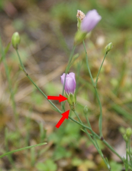 Pflanzenbild gross Steinbrech-Felsennelke - Petrorhagia saxifraga
