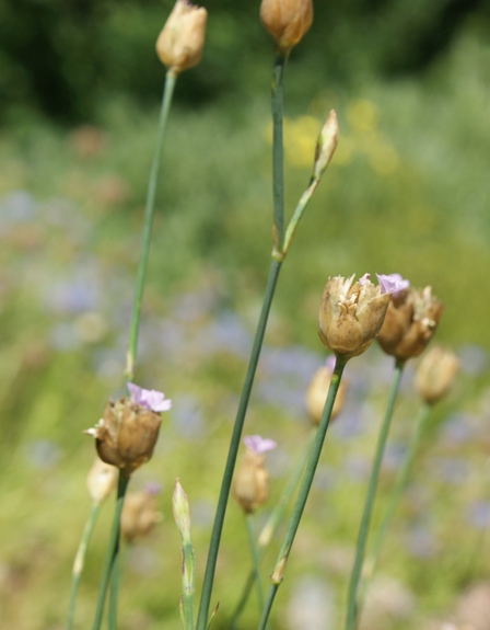Pflanzenbild gross Sprossende Felsennelke - Petrorhagia prolifera