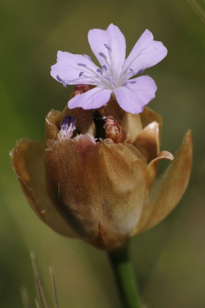 Pflanzenbild gross Sprossende Felsennelke - Petrorhagia prolifera
