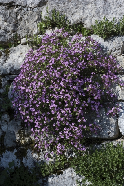 Pflanzenbild gross Rotes Seifenkraut - Saponaria ocymoides