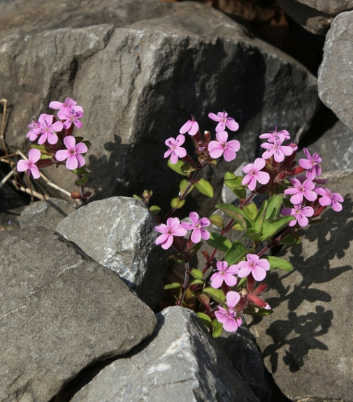 Pflanzenbild gross Rotes Seifenkraut - Saponaria ocymoides