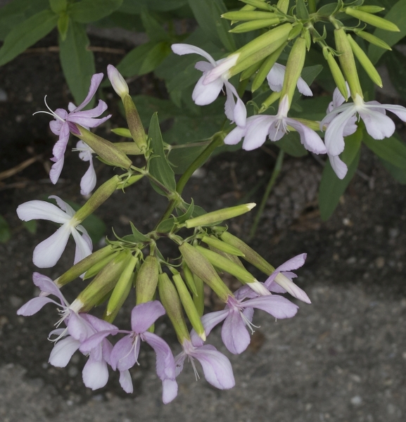 Pflanzenbild gross Echtes Seifenkraut - Saponaria officinalis