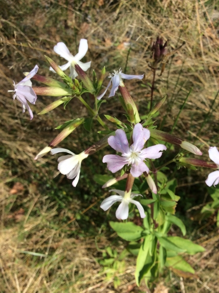 Pflanzenbild gross Echtes Seifenkraut - Saponaria officinalis