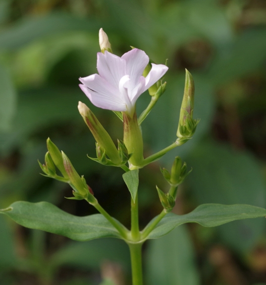 Pflanzenbild gross Echtes Seifenkraut - Saponaria officinalis