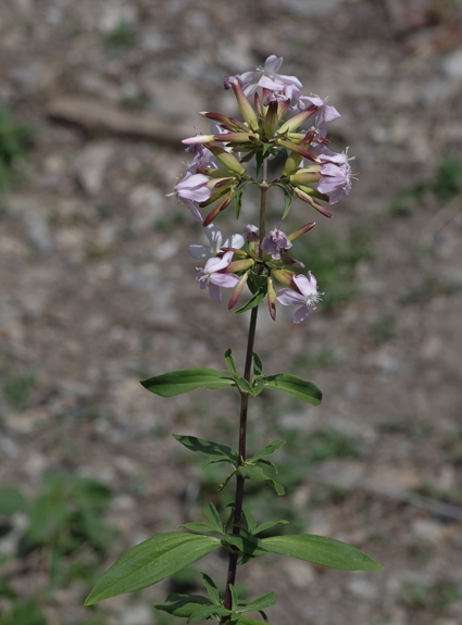 Pflanzenbild gross Echtes Seifenkraut - Saponaria officinalis