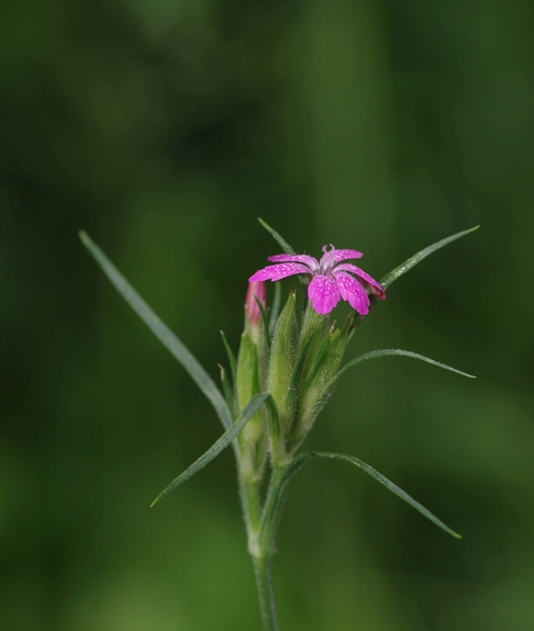 Pflanzenbild gross Raue Nelke - Dianthus armeria