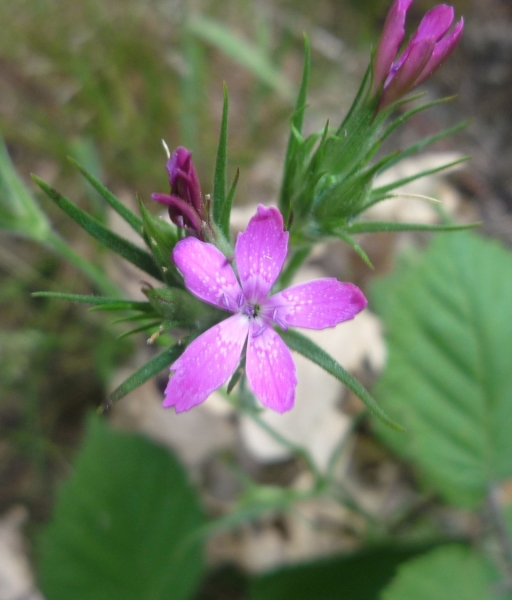 Pflanzenbild gross Raue Nelke - Dianthus armeria