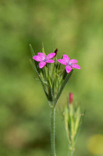 Pflanzenbild gross Raue Nelke - Dianthus armeria