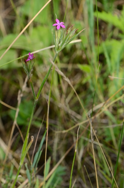 Pflanzenbild gross Raue Nelke - Dianthus armeria