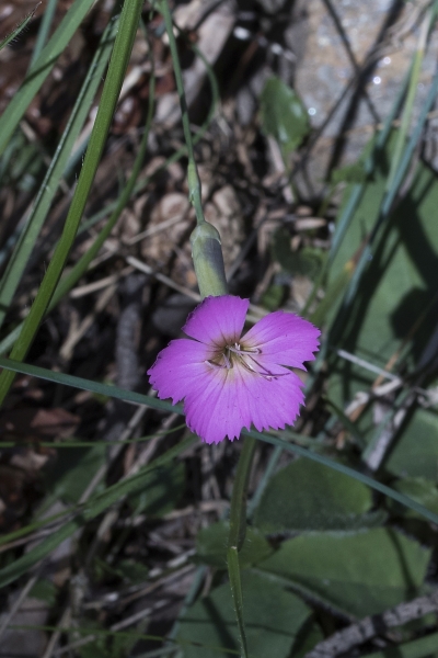 Pflanzenbild gross Stein-Nelke - Dianthus sylvestris
