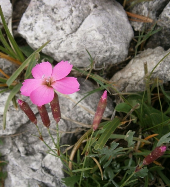 Pflanzenbild gross Stein-Nelke - Dianthus sylvestris