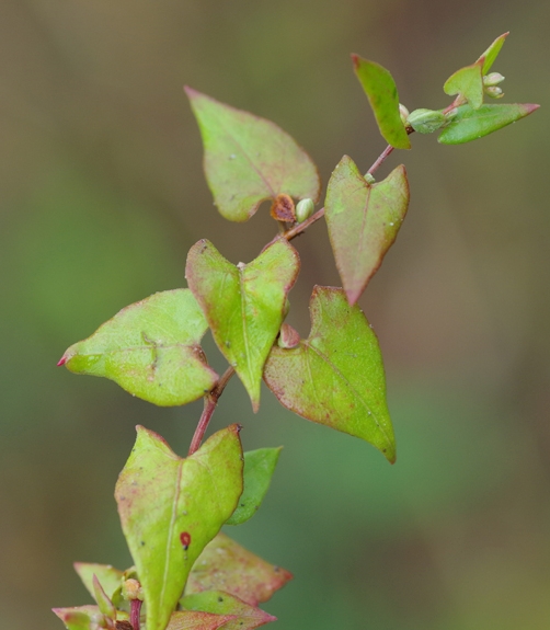 Pflanzenbild gross Gemeiner Windenknöterich - Fallopia convolvulus