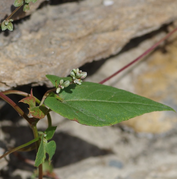 Pflanzenbild gross Gemeiner Windenknöterich - Fallopia convolvulus