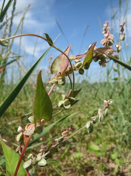 Pflanzenbild gross Gemeiner Windenknöterich - Fallopia convolvulus