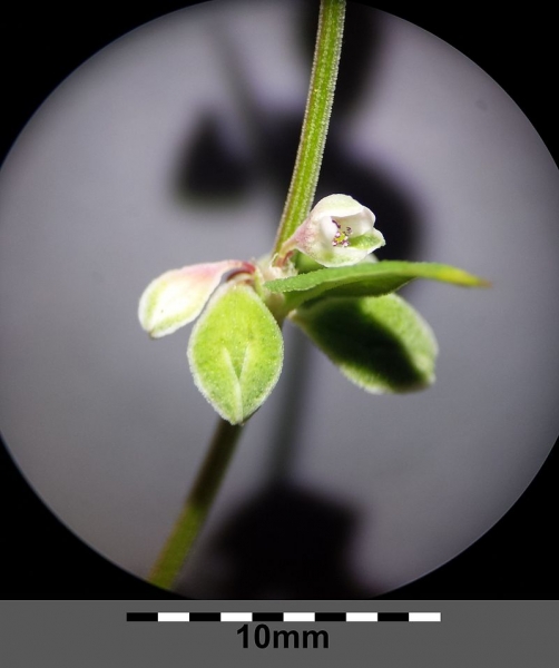 Pflanzenbild gross Gemeiner Windenknöterich - Fallopia convolvulus