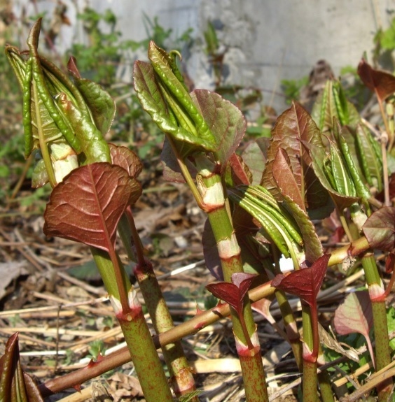 Pflanzenbild gross Japanischer Staudenknöterich - Reynoutria japonica