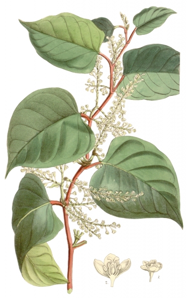 Pflanzenbild gross Japanischer Staudenknöterich - Reynoutria japonica