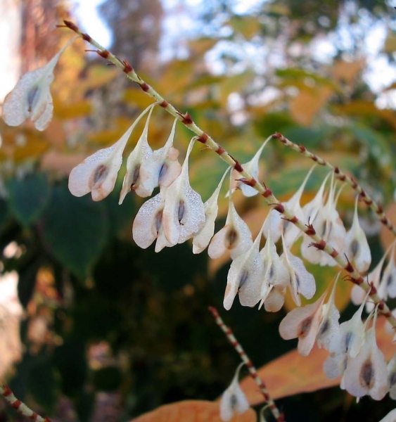 Pflanzenbild gross Japanischer Staudenknöterich - Reynoutria japonica